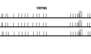 Human TRPM6 qPCR primer set (NM_017662)