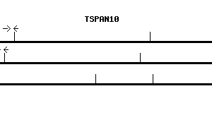 Human TSPAN10 qPCR primer set (NM_031945)