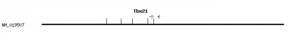 Mouse Tbx21 qPCR primer set (NM_019507)