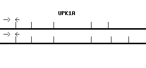 Human UPK1A qPCR primer set (NM_007000)