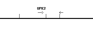Human UPK2 qPCR primer set (NM_006760)
