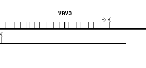 Human VAV3 qPCR primer set (NM_006113)