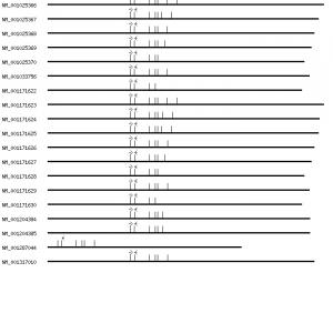 Human VEGFA qPCR primer set (NM_003376)
