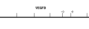 Human VEGFD qPCR primer set (NM_004469)