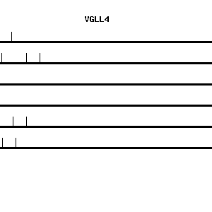 Human VGLL4 qPCR primer set (NM_014667)