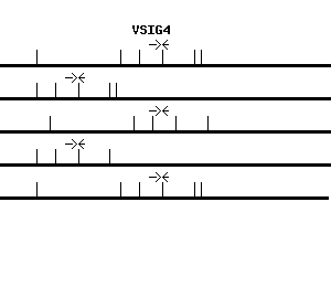 Human VSIG4 qPCR primer set (NM_007268)