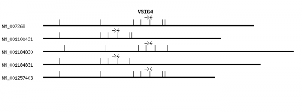 Human VSIG4 qPCR primer set (NM_007268)