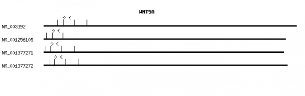Human WNT5A qPCR primer set (NM_003392)
