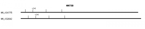 Human WNT5B qPCR primer set (NM_030775)