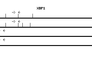 Human XBP1 qPCR primer set (NM_005080)