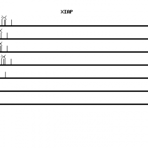 Human XIAP qPCR primer set (NM_001167)