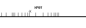 Human XPOT qPCR primer set (NM_007235)