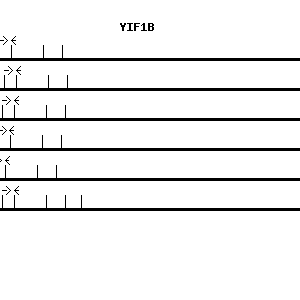 Human YIF1B qPCR primer set (NM_001039671)