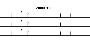 Human ZDHHC19 qPCR primer set (NM_001039617)