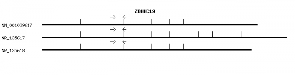 Human ZDHHC19 qPCR primer set (NM_001039617)
