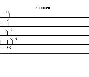 Human ZDHHC20 qPCR primer set (NM_153251)