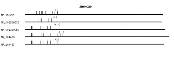 Human ZDHHC20 qPCR primer set (NM_153251)